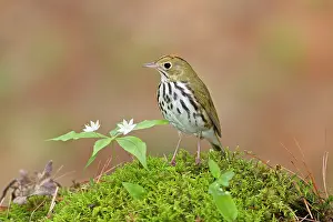 Aurocapilla: Ovenbird