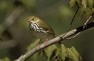 Parulidae: Ovenbird