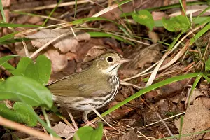 Seiurus: Ovenbird