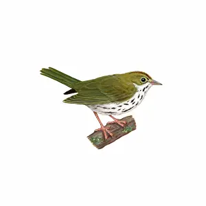 Oven: Ovenbird