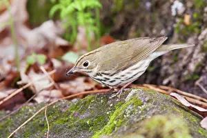 Aurocapilla: Ovenbird - with food in beak