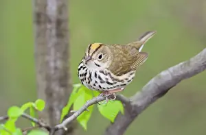 Aurocapilla: Ovenbird - May