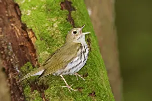 Aurocapilla: Ovenbird - Singing