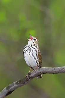 Aurocapilla: Ovenbird - singing