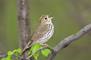 Aurocapilla: Ovenbird - singing