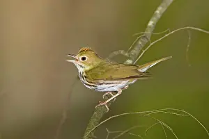 Aurocapilla: Ovenbird - Singing from branch