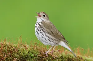 Aurocapilla: Ovenbird - singing on territory