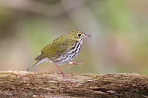 Aurocapilla: Ovenbird - on territory in spring walking along dead log on
