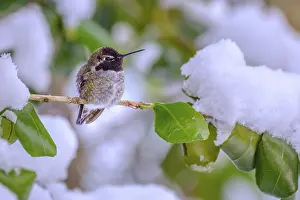 Cool: An over-wintering Anna Hummingbird (Calypte anna) perched on a tree branch covered in snow