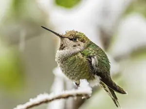 Branches: An over-wintering Anna's Hummingbird (Calypte anna)
