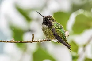 Section: An over-wintering Anna's Hummingbird (Calypte anna) on a cold snowy day