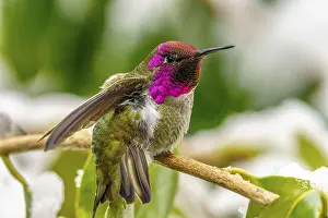 Perch: An over-wintering Anna's Hummingbird (Calypte anna) perching on a branch in snow