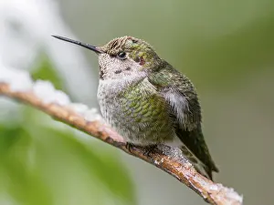 Branches: An over-wintering Anna's Hummingbird (Calypte anna) sitting on a branch in snow