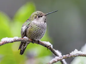 Branches: An over-wintering Anna's Hummingbird (Calypte anna) sitting on a branch in snow