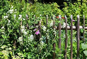 Grows: Overgrown wooden fence of a cottage garden, open-air