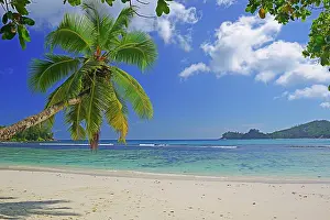 Destinations: Overhanging coconut palm, beautiful bay of Baie