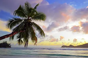 Palms: Overhanging coconut tree, sunset, Baie Lazare bay
