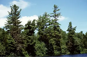 Pines: Overmature white Pine
