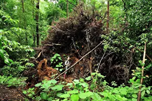 Thin: Overthrown / fallen tree showing thin root system