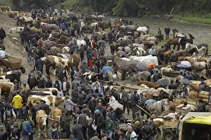 Selling: Overview of cattle market Albac Apuseni Mountains