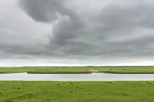 Oostvaardersplassen: Horse