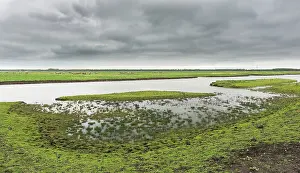 Oostvaardersplassen: Horse