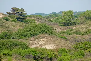 Meijendel: Overview of a dune valley in Meijendel