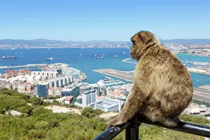Gibraltar: Overview Gibraltar Airport (GIB) with a macaque