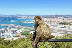 Gibraltar: Overview Gibraltar Airport (GIB) with a macaque