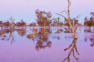Cooper: Overview of landscape with flooded trees