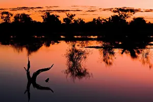 Cooper: Overview of landscape with flooded trees