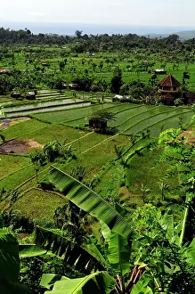 Paddies: Overview of Rice paddies landscape