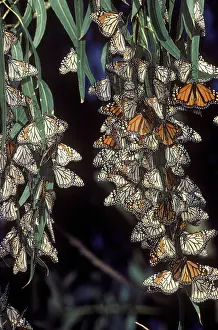 Milkweed: Overwintering Monarchs