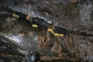 Psyllidae: Overwintering pear sucker eggs