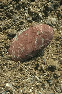 Theropoda: Oviraptor Egg
