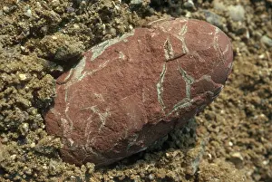 Theropoda: Oviraptor Egg