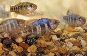 Owens: Owens Papfish - endangered