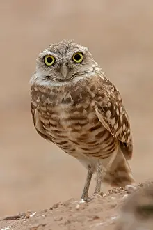 Burrowing: Owl