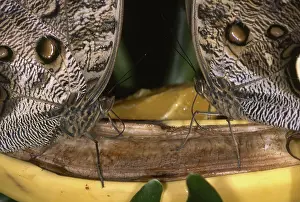 Mouthparts: Owl Butterflies with Banana