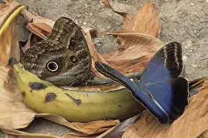 Crepuscular: Owl butterflies feeding on banana