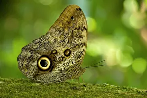 Caligo: Owl Butterfly