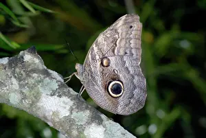 Eurilochus: Owl butterfly