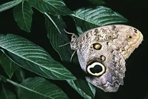 Conservatory: Owl Butterfly