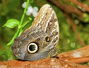 Coloration: Owl Butterfly