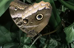 Nymphalid: Owl Butterfly