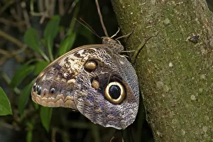 Nymphalid: Owl Butterfly