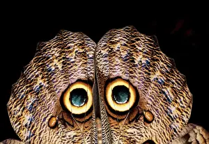 Eurilochus: Owl BUTTERFLY - C/U showing eye spots