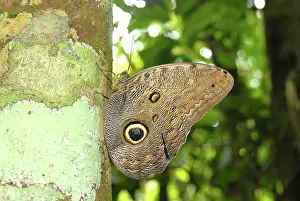 Tambopata: Owl Butterfly (Caligo sp.)