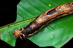 Rhopalocera: Owl Butterfly (Caligo sp) caterpillar, Belizon