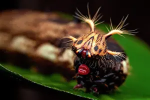 Rhopalocera: Owl Butterfly (Caligo sp) caterpillar, Belizon